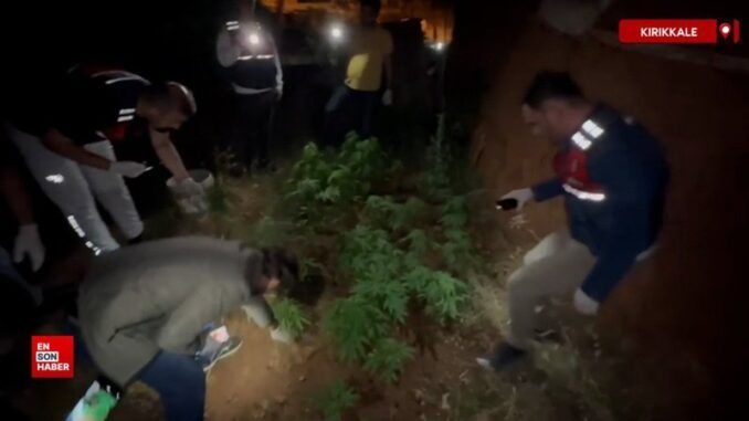 kirikkalede-kenevir-bahcesine-cevrilen-eve-jandarma-baskini-2-gozalti-hDa7LwHL.jpg