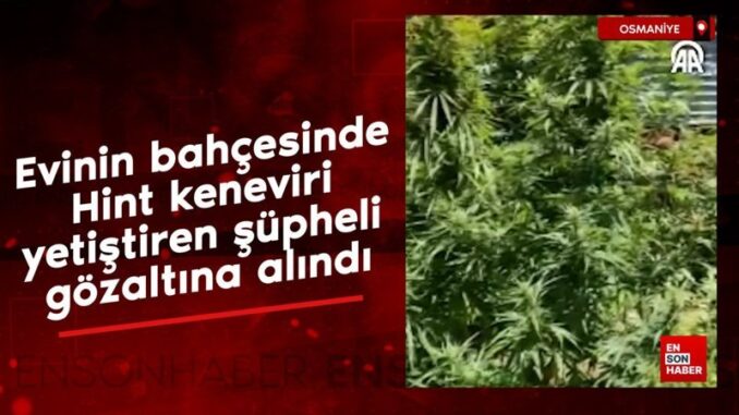 osmaniyede-bahcede-hint-keneviri-yetistiren-kisi-gozaltina-alindi-ZmaFlMJC.jpg